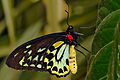 Ornithoptera euphorion, la plej granda papilio en Aŭstralio (Zoo de Melburno)