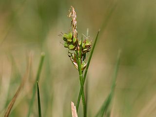 <i>Carex pilulifera</i> Species of grass-like plant