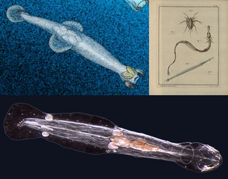 <span class="mw-page-title-main">Chaetognatha</span> Phylum of marine worms