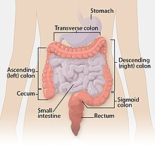 Colon illustration lg.jpg