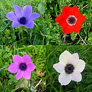 Anemone coronaria - nasjonalblomen til Israel