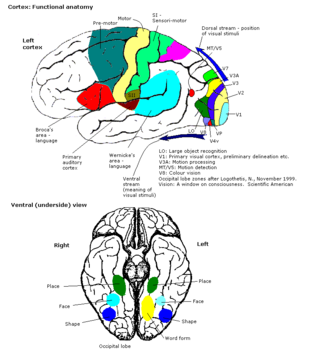 <span class="mw-page-title-main">Colour centre</span> Brain region responsible for colour processing