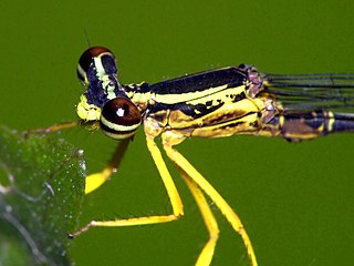 <span class="mw-page-title-main">Platycnemididae</span> Family of damselflies