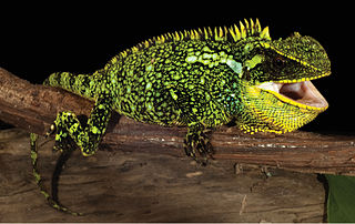 <i>Enyalioides altotambo</i> Species of lizard