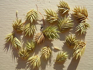 <i>Eremopyrum</i> Genus of grasses