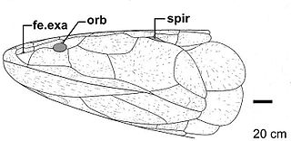 <i>Eusthenodon</i> Extinct genus of tetrapodomorphs