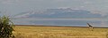 Girafe and Lake Manyara