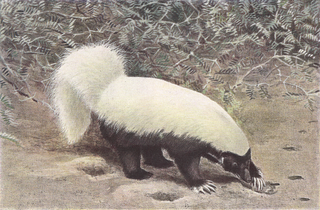 <span class="mw-page-title-main">American hog-nosed skunk</span> Species of carnivore