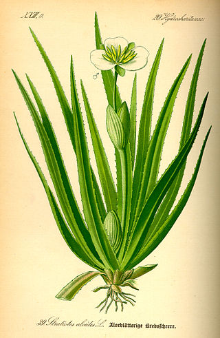 <i>Stratiotes</i> Genus of flowering plants in the family Hydrocharitaceae