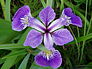 Iris versicolore