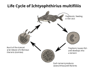 Life cycle of the endoparasite Ichthyophthirius multifiliis, commonly called ich