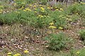 Lomatium grayi