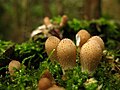 Lycoperdon pyriforme