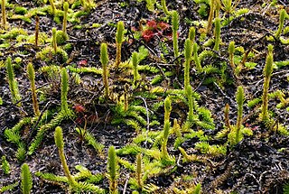 <i>Lycopodiella inundata</i> Species of spore-bearing plant