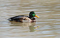 * Nomination Male mallard duck. --Acarpentier 22:37, 2 November 2007 (UTC) * Promotion Good sharpness and composition, not much dust at all :) Dori - Talk 22:29, 8 November 2007 (UTC)