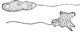 <i>Breviata</i> Genus of flagellated amoebae