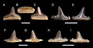 <i>Meristodonoides</i> Extinct genus of hybodont chondrichthyans