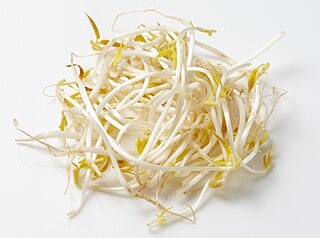 <span class="mw-page-title-main">Mung bean sprout</span> Sprout of the mung bean