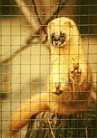 Siberian weasel