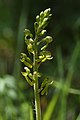 Neottia ovata France -Pas-de-Calais Riez de Boffles