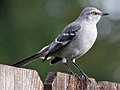 Un Moqueur polyglotte (Mimus polyglottos) photographié à Lodi, Californie.