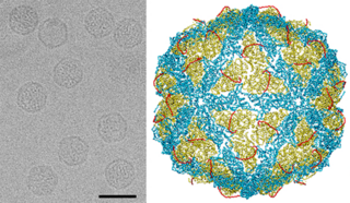 <i>Chrysoviridae</i> Family of viruses