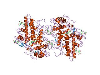 <span class="mw-page-title-main">Myeloperoxidase</span> Mammalian protein found in Homo sapiens