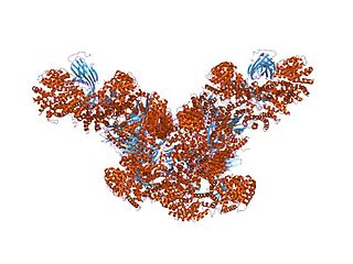 <span class="mw-page-title-main">AP1B1</span> Protein-coding gene in the species Homo sapiens