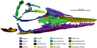 <i>Phalarodon</i> Extinct genus of reptiles