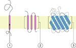 Thumbnail for Transmembrane protein