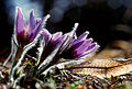 Pulsatilla vulgaris