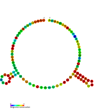 <span class="mw-page-title-main">TxpA-RatA toxin-antitoxin system</span>