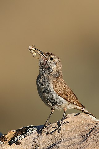 <span class="mw-page-title-main">Rock wren</span> Species of songbird