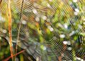 Spider web in Belgium