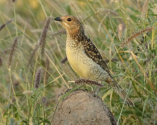 <span class="mw-page-title-main">Spotted bowerbird</span> Species of bird