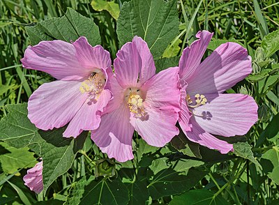 Hibiscus moscheutos