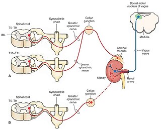 <span class="mw-page-title-main">Sympathoadrenal system</span>