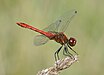 48 Commons:Picture of the Year/2011/R1/Sympetrum sanguineum qtl13.jpg