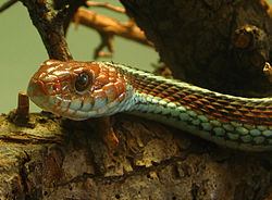 Thamnophis sirtalis tetrataenia