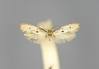 <i>Tinea trinotella</i> Species of moth