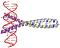 Thumbnail for AP-1 transcription factor