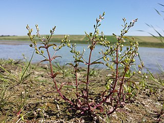 <i>Veronica catenata</i> Species of plant in the genus Veronica