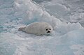 Foca della Groenlandia