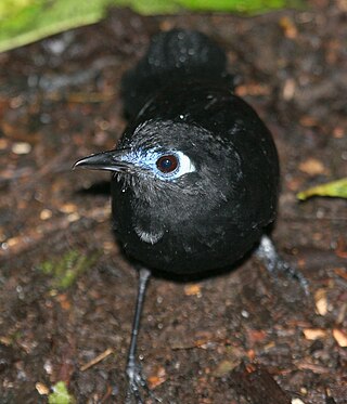 <span class="mw-page-title-main">Zeledon's antbird</span> Species of bird