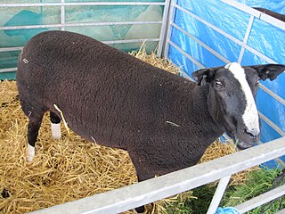 <span class="mw-page-title-main">Zwartbles</span> Sheep breed