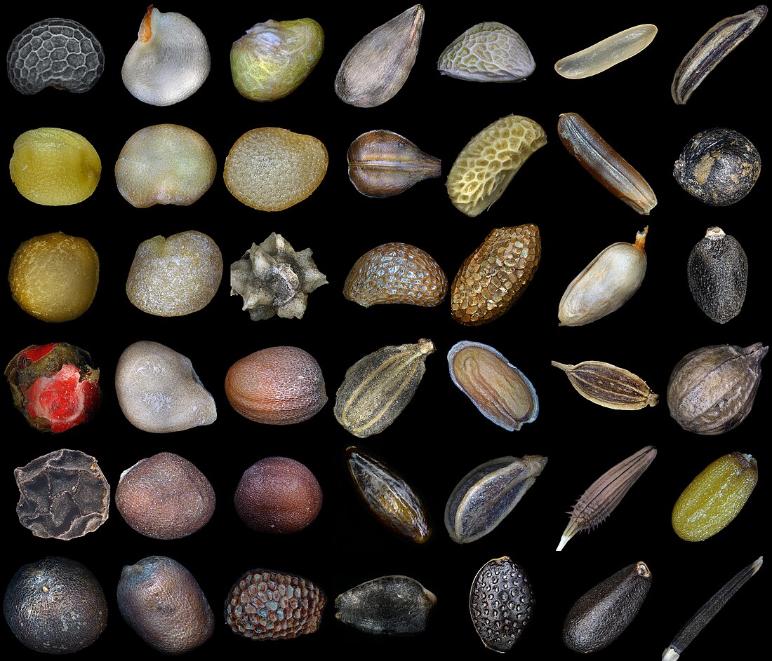 Seed