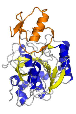 <span class="mw-page-title-main">Ovomucoid</span> Protein found in egg whites