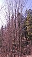 Acer macrophyllum in late winter, Leavenworth Ski Hill, Chelan County Washington