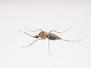 <i>Aedes epactius</i> Species of fly