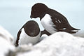 Little auk Alle alle søkonge Søkonge